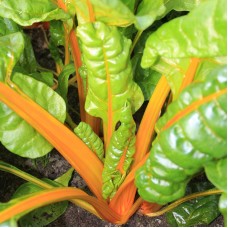 Organic Chard - Sunset Selection